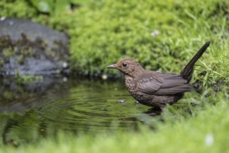 Blackbird (Turdus merula), bathing, Emsland, Lower Saxony, Germany, Europe