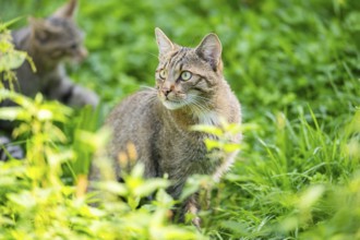 European wildcat (Felis silvestris silvestris) on a meadow, Hesse, Germany, Europe