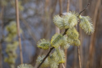 Willow catkins (Salix caprea), Bavaria, Germany, Europe