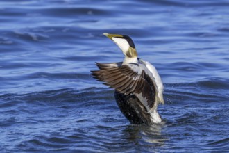 Common eider duck (Somateria mollissima) male, drake in breeding plumage flapping wings along the