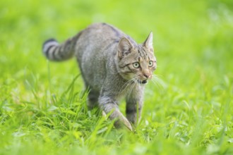 European wildcat (Felis silvestris silvestris) on a meadow, Hesse, Germany, Europe