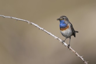 Bluethroat (Luscinia svecica), Texel, Netherlands