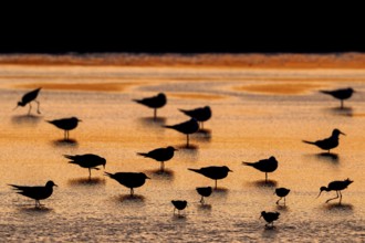 Silhouettes of redshanks foraging among colony of black-headed gulls resting in shallow water of
