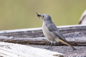 Black redstart (Phoenicurus ochruros) Germany