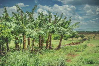 Vibrant Plantain Plantation in Daylight. View of a green plantain orchard in the beautiful