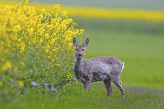 European roe deer (Capreolus capreolus) doe, female foraging in rape field in spring