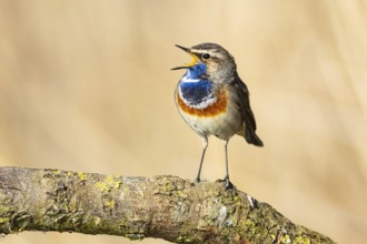 Bluethroat (Luscinia svecica cyanecula) ml Germany