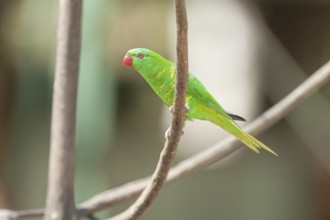 Rainbow Lorikeet (Trichoglossus haematodus) sitting on a twig, Lone Pine Koala Sanctuary, Brisbane,