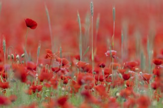 Corn poppy, (Papaver rhoeas), large field in full bloom, Münsterland, North Rhine-Westphalia,