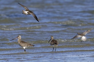 Bar-tailed godwits (Limosa lapponica) foraging in shallow water on beach along the North Sea coast