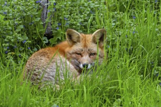 Red fox (Vulpes vulpes) lying curled up in tall grass to rest in meadow, pasture