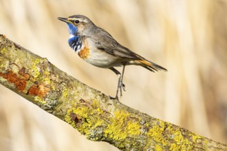 Bluethroat (Luscinia svecica cyanecula) ml Germany
