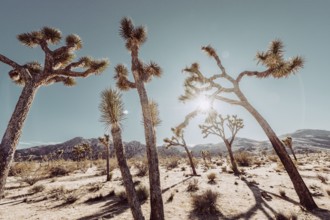 Lunch in Joshua Tree National Park