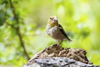Hawfinch (Coccothraustes coccothraustes) Germany