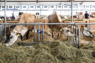 Dairy cows Jersey