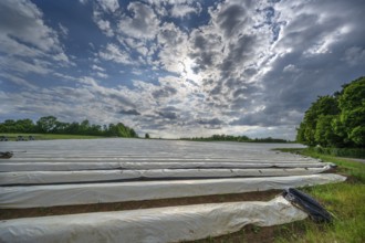 Asparagus field with white covering foil, cloudy sky, Eckental, Middle Franconia, Bavaria, Germany,