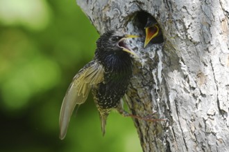 Starling (Sturnus vulgaris) feeding the young bird in a woodpecker cavity, North Rhine-Westphalia,