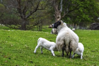 Sheep on farms, West Highlands Farms, Scotland, England, United Kingdom, Europe