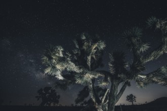 Starry sky with the Milky Way in Joshua Tree National Park