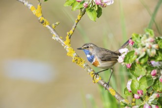 Bluethroat (Luscinia svecica cyanecula) ml Germany