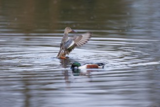 Shoveler (Spatula clypeata), Germany, Europe