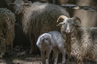 Forest sheep with lamb (Ovis aries), game park, Bavaria, Germany, Europe