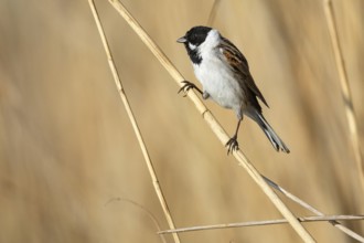 Reed bunting (Emberiza schoeniclus) ml Germany