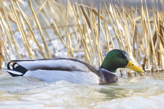 Mallard (Anas platyrhynchos) Germany