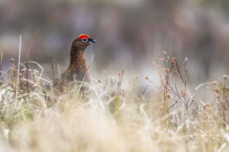 Male of Red Grouse, Lagopus scotica, bird on moors in Scotland