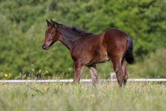 Young horse, foal (Equus ferus caballus) domestic horse, young large horse in a meadow,