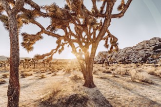 Woman at sunset in Joshua Tree National Park