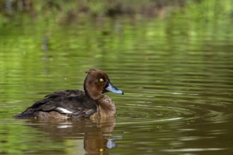 Tufted duck, tufted pochard (Aythya fuligula, Anas fuligula) adult female swimming in pond in