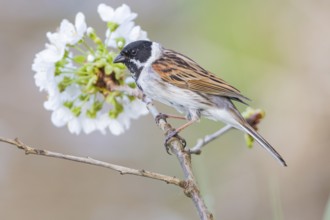 Reed bunting (Emberiza schoeniclus) ml Germany