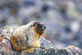 Hoary marmot (Marmota caligata) sitting on a rock, Banff National Park, Canadian rockies, Canada,