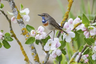 Bluethroat (Luscinia svecica cyanecula) ml Germany