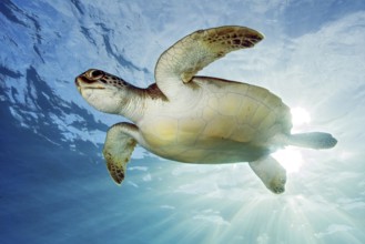 Underwater photo backlit photo of juvenile green turtle (Chelonia mydas) green turtle, East
