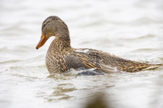 Mallard (Anas platyrhynchos) Germany