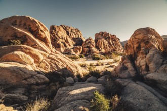 Sunrise in Joshua Tree National Park