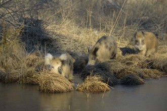 Wild boar (Sus scrofa), crossbreed, domestic pig (Sus scrofa domesticus), riparian forest, ice,