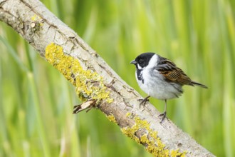 Reed bunting (Emberiza schoeniclus) ml Germany