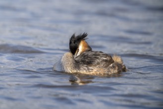 Great Crested Grebe (Podiceps Scalloped ribbonfish), Vulkaneifel, Rhineland-Palatinate, Germany,