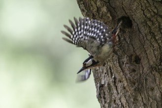 Great spotted woodpecker (Dendrocopos major), taking off, Emsland, Lower Saxony, Germany, Europe