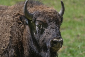 Bison (Bison), game park, Bavaria, Germany, Europe