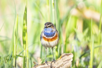 Bluethroat (Luscinia svecica cyanecula) ml Germany
