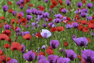 Field with poppies, red poppy (Papaver somniferum) and pink poppy, Bavaria, Germany, Europe