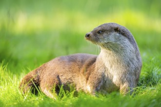 Eurasian otter (Lutra lutra) on a meadow, Hesse, Germany, Europe