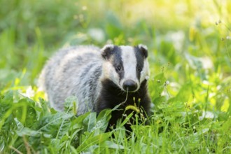 European badger (Meles meles) on a meadow, Hesse, Germany, Europe