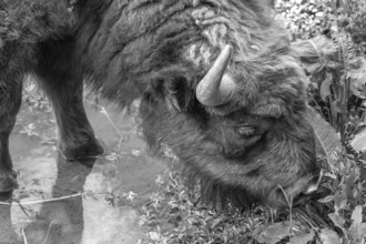 Bison (Bison) in a stream, wildlife park, Bavaria, Germany, Europe