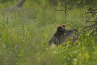 Wild boar (Sus scrofa), meadow, portrait, Lower Austria
