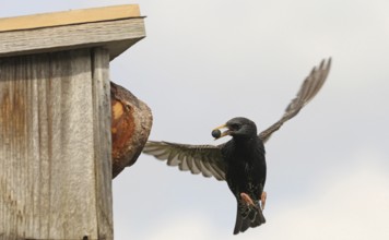 Starling (Sturnus vulgaris) flies to the nesting box in the garden with chokeberry (Aronia) in its